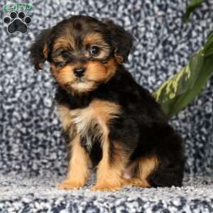 Odie, Yorkie Poo Puppy