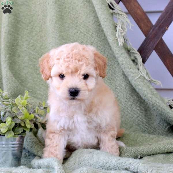 Oley, Bich-Poo Puppy