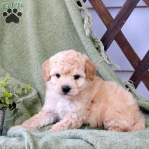 Oley, Bich-Poo Puppy