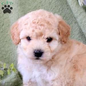 Oley, Bich-Poo Puppy