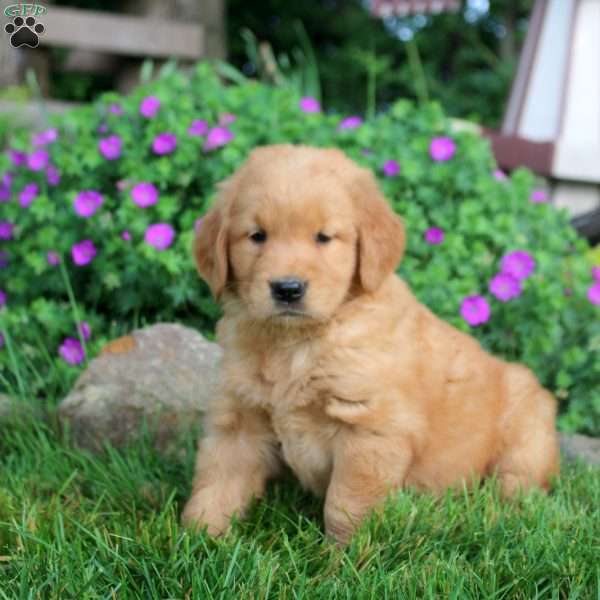 Olive, Golden Retriever Puppy