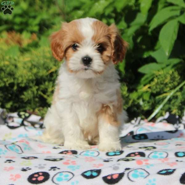 Olive, Cavapoo Puppy