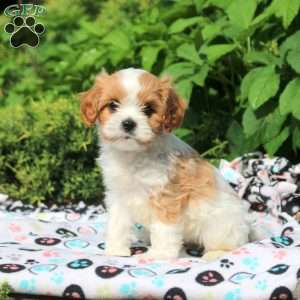 Olive, Cavapoo Puppy