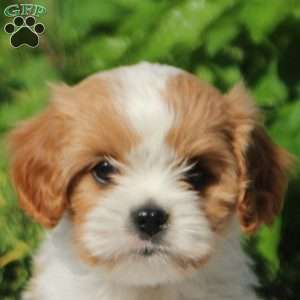 Olive, Cavapoo Puppy