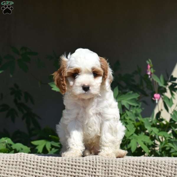 Oliver, Cavapoo Puppy