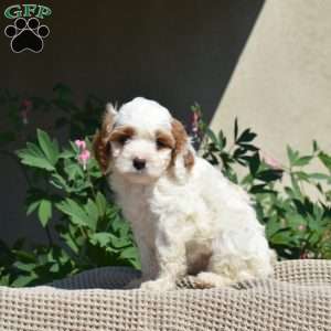 Oliver, Cavapoo Puppy
