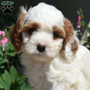 Oliver, Cavapoo Puppy