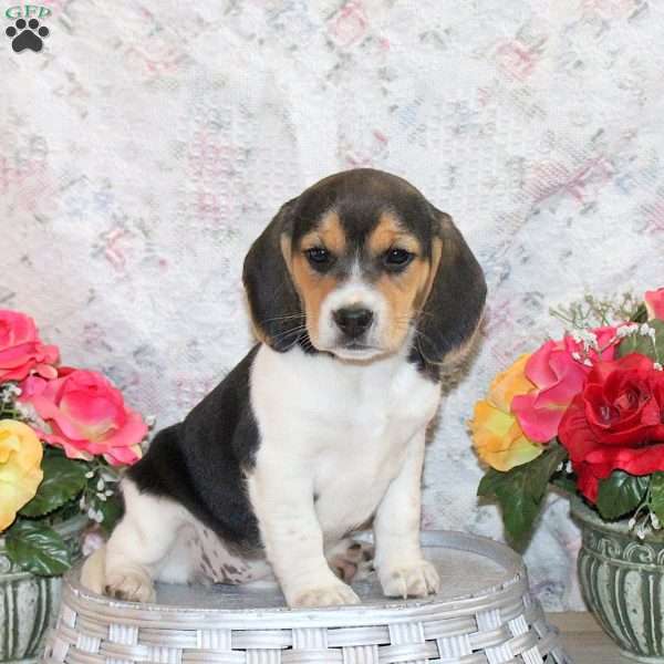 Olivia, Beagle Puppy