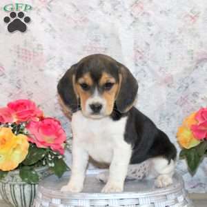 Olivia, Beagle Puppy