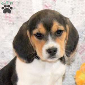 Olivia, Beagle Puppy