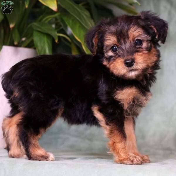 Olivia, Yorkie Poo Puppy