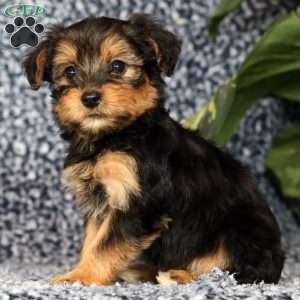 Olivia, Yorkie Poo Puppy