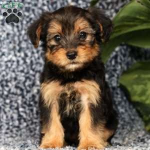 Olivia, Yorkie Poo Puppy