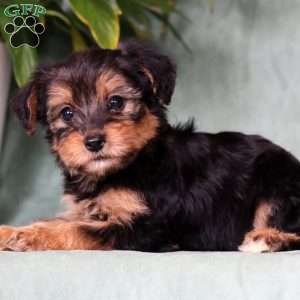 Olivia, Yorkie Poo Puppy