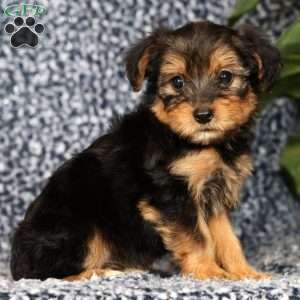 Olivia, Yorkie Poo Puppy