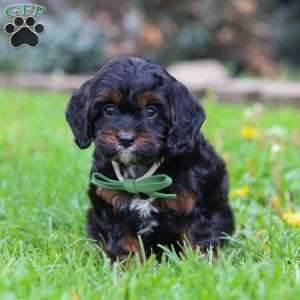 Ollie, Cavapoo Puppy
