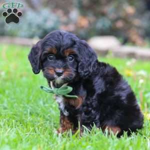 Ollie, Cavapoo Puppy
