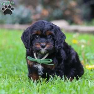 Ollie, Cavapoo Puppy