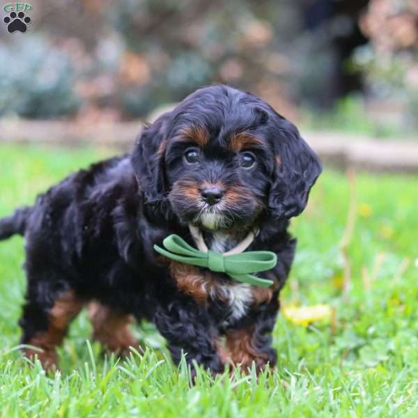 Ollie, Cavapoo Puppy