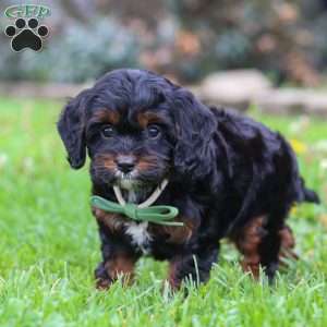 Ollie, Cavapoo Puppy