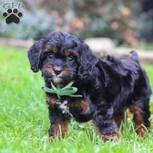 Ollie, Cavapoo Puppy