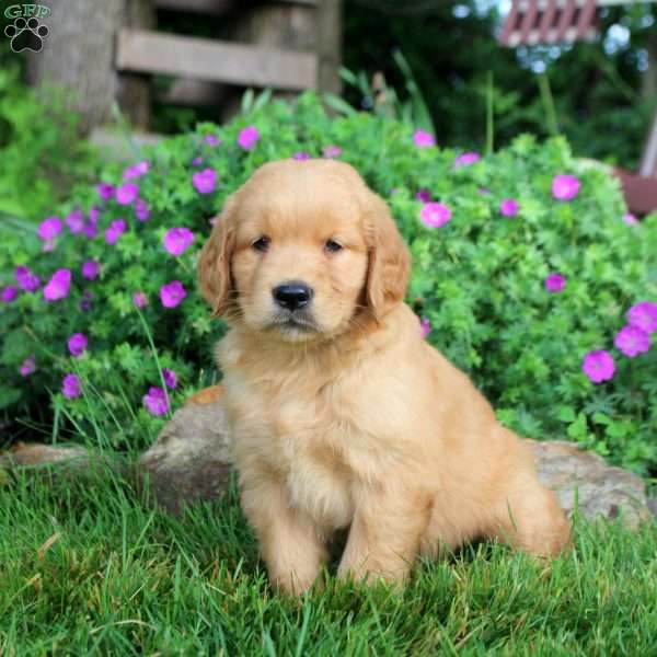 Ollie, Golden Retriever Puppy