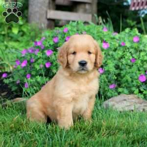 Ollie, Golden Retriever Puppy