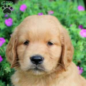Ollie, Golden Retriever Puppy