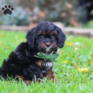 Ollie, Cavapoo Puppy
