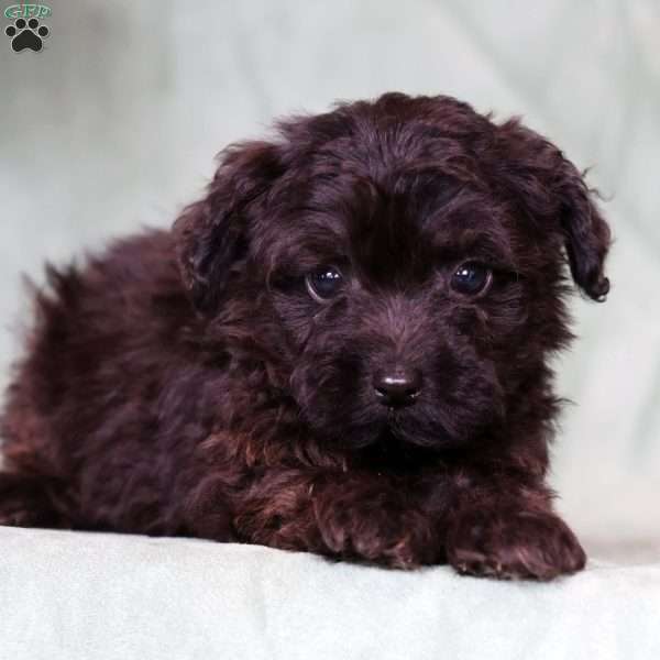 Onyx, Yorkie Poo Puppy