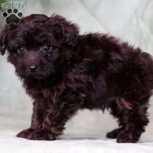 Onyx, Yorkie Poo Puppy