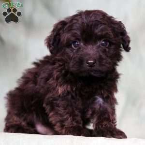 Onyx, Yorkie Poo Puppy
