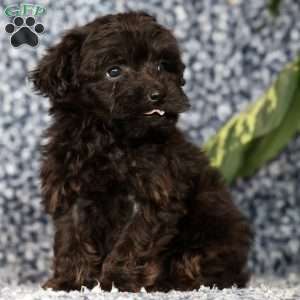 Onyx, Yorkie Poo Puppy
