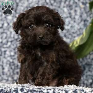 Onyx, Yorkie Poo Puppy