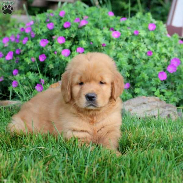 Opal, Golden Retriever Puppy