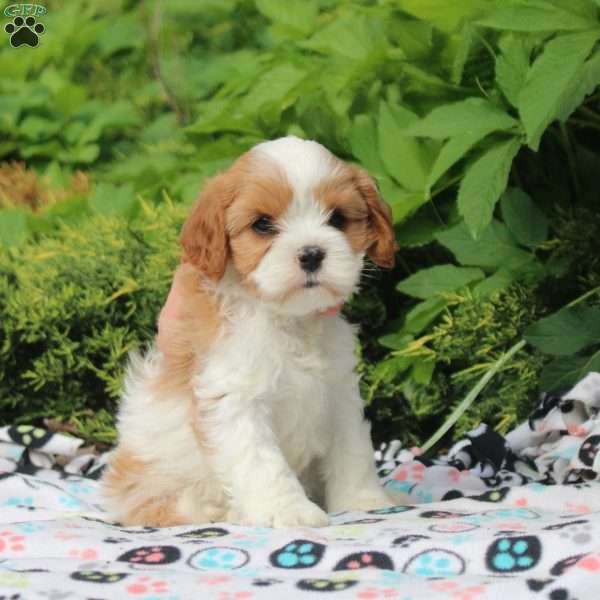 Opal, Cavapoo Puppy