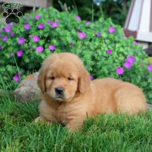 Opal, Golden Retriever Puppy