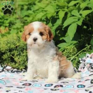 Opal, Cavapoo Puppy