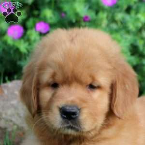 Opal, Golden Retriever Puppy