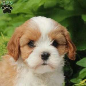 Opal, Cavapoo Puppy