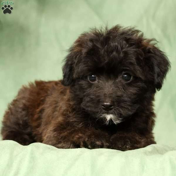 Orchid, Yorkie Poo Puppy