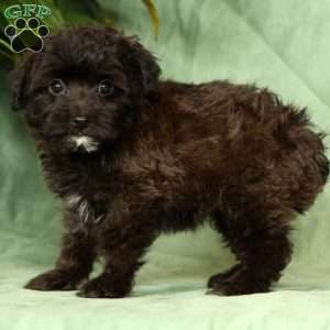 Orchid, Yorkie Poo Puppy