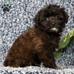 Orchid, Yorkie Poo Puppy