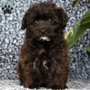 Orchid, Yorkie Poo Puppy