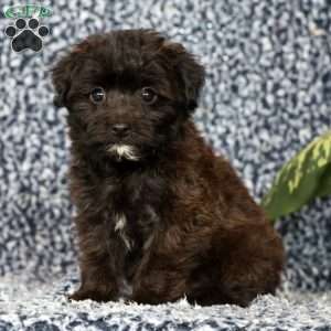 Orchid, Yorkie Poo Puppy