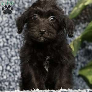 Orden, Yorkie Poo Puppy