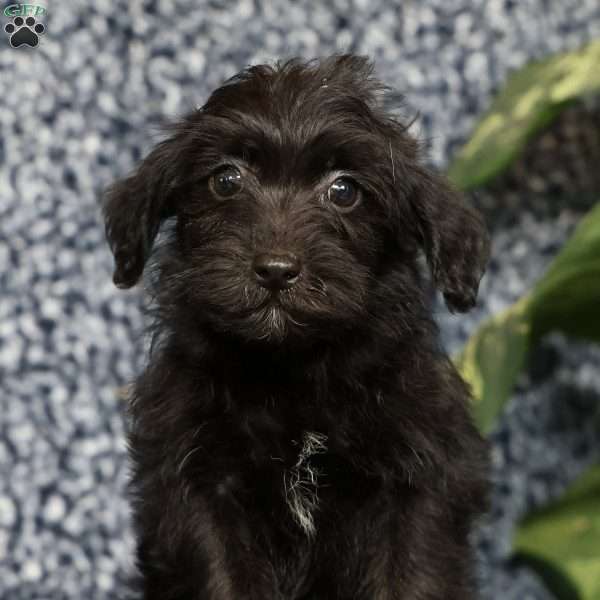 Orden, Yorkie Poo Puppy