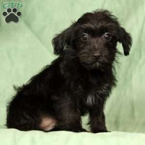Orden, Yorkie Poo Puppy