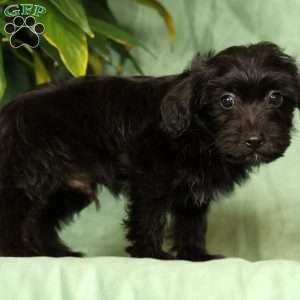 Orden, Yorkie Poo Puppy