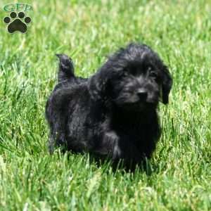Orden, Yorkie Poo Puppy